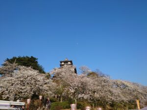 nishiyama-park-sakura-06-blue-sky