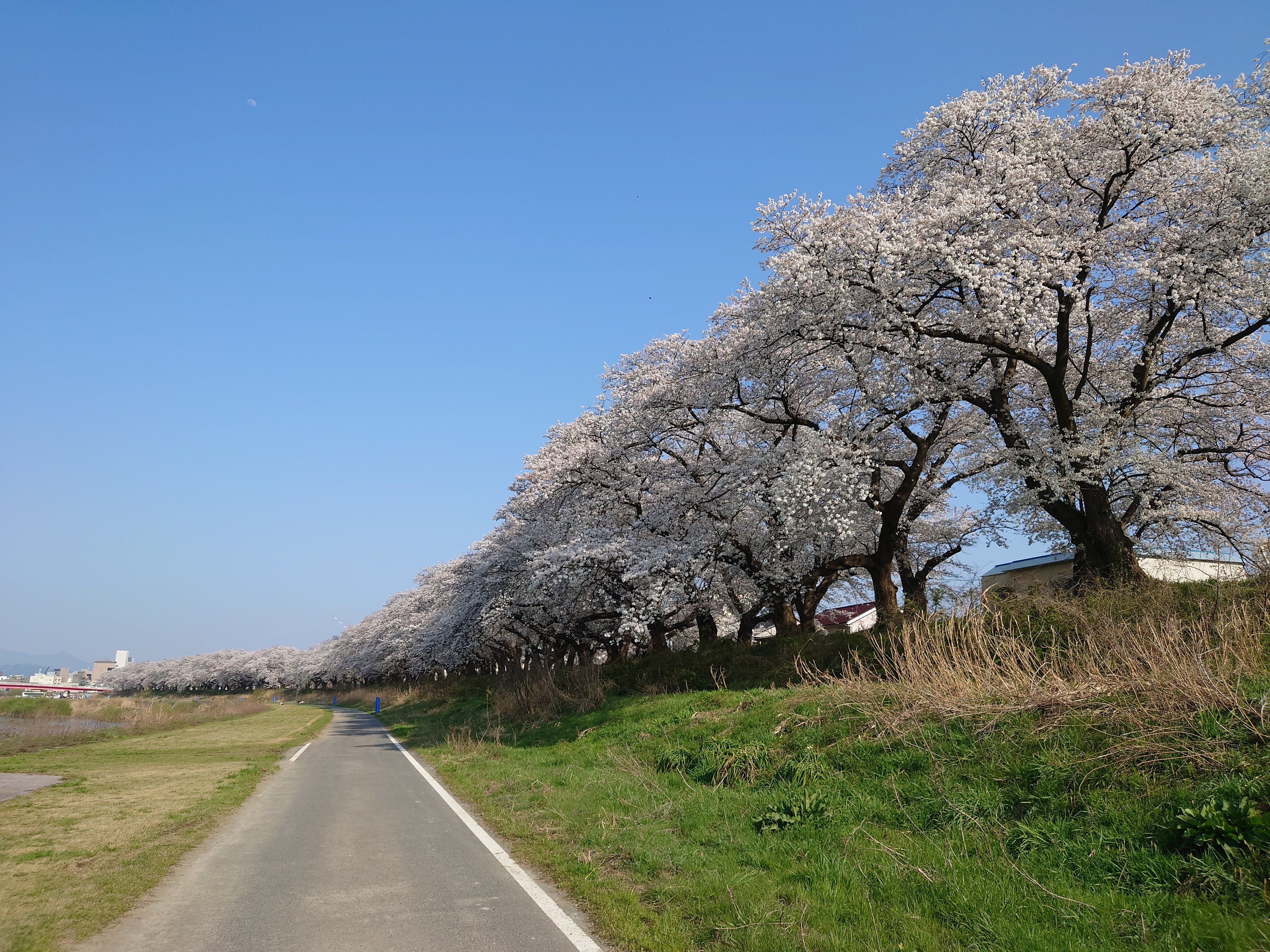 asuwa-river-cherry-blossom-02-photo01-row-of-trees