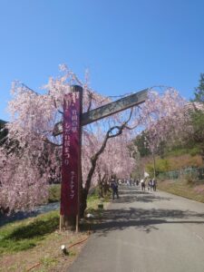 weeping-cherry-blossoms-takeda-02-entrance