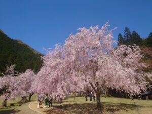 weeping-cherry-blossoms-takeda-03-blue-sky2