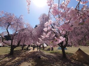weeping-cherry-blossoms-takeda-04-sun