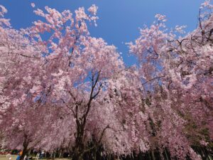 weeping-cherry-blossoms-takeda-06-best-photo