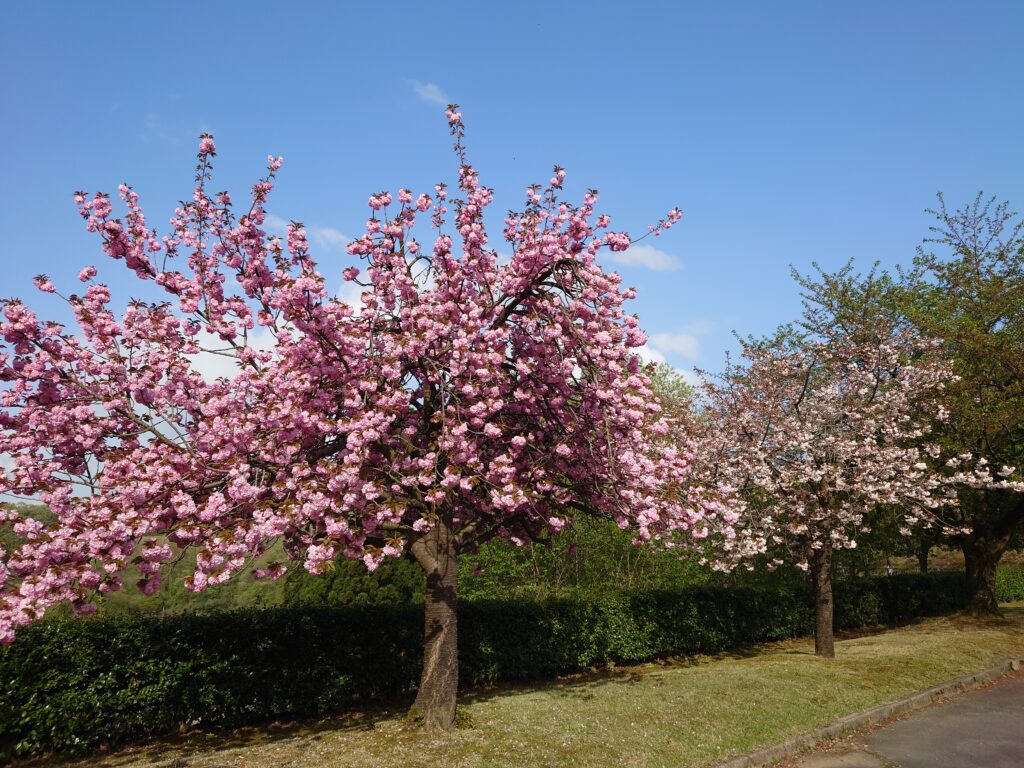 yaezakura-fukui-02-2-double-cherry-blossoms