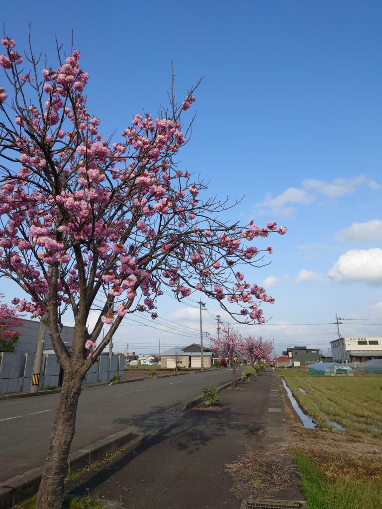 yaezakura-fukui-05-echizen-town-ball-stadium