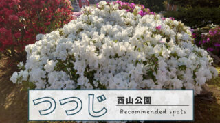 鯖江市の西山公園つつじが見頃です(2023)