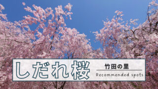 竹田の里 たけくらべ広場のしだれ桜まつり