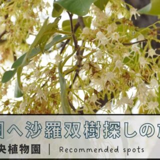 植物園へ沙羅双樹探しの旅: 夏椿と七段花