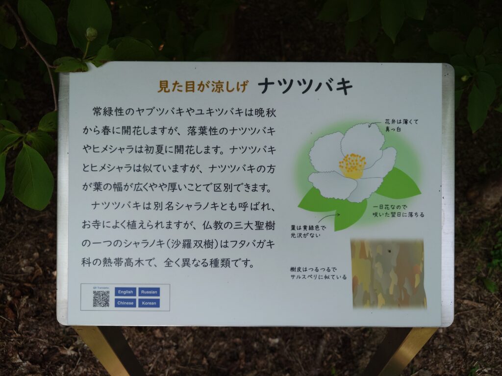 sal-tree-03-camellia-04-explanation