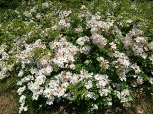 sal-tree-04-june-flower-09-allium-grayi-rogal