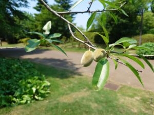 sal-tree-04-june-flower-10-almond