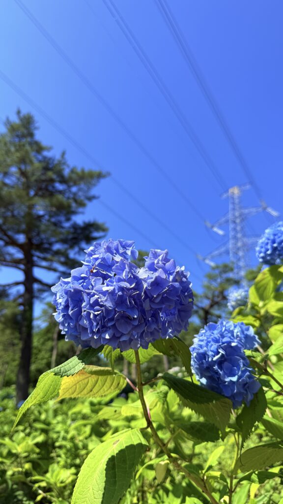 ajisai-taikouyama2025-04-ajisai
